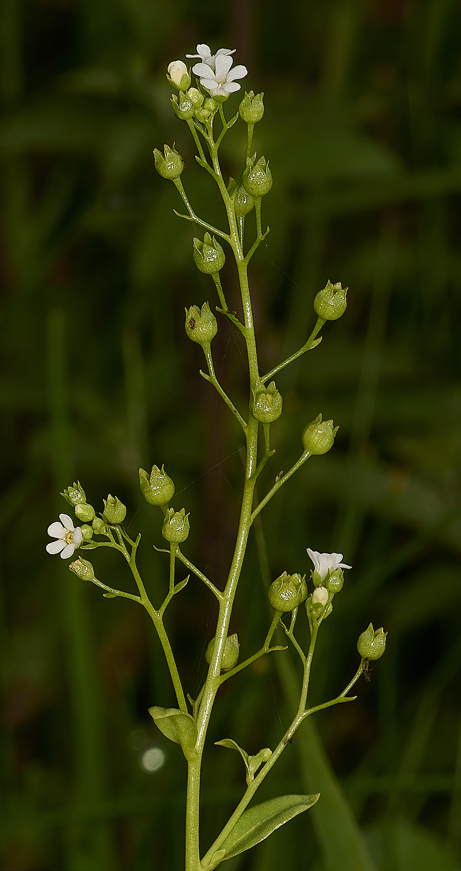 Buttle&#39;sMarshBrookweed180724-1