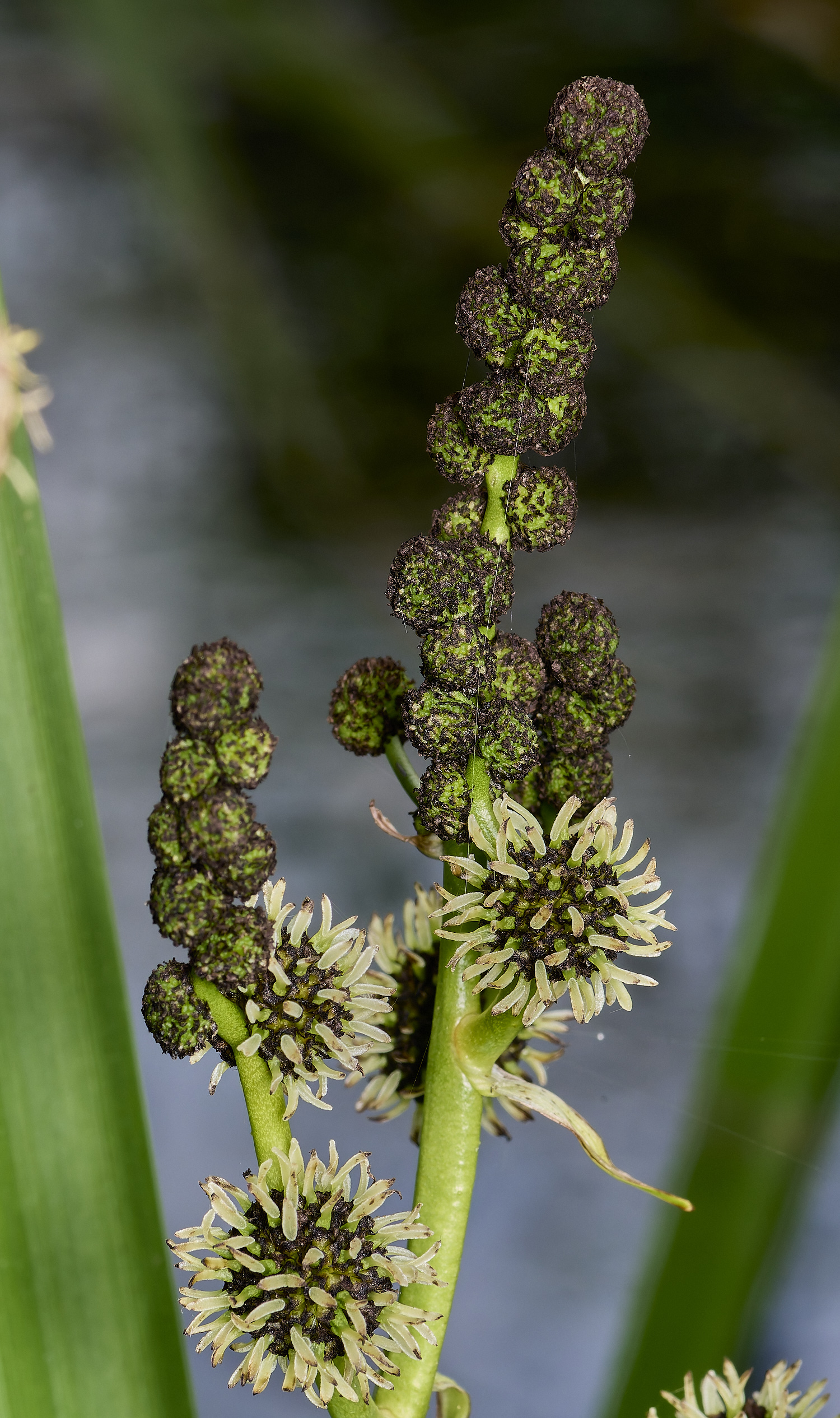 Buttle&#39;sMarshBurrReed180724-1