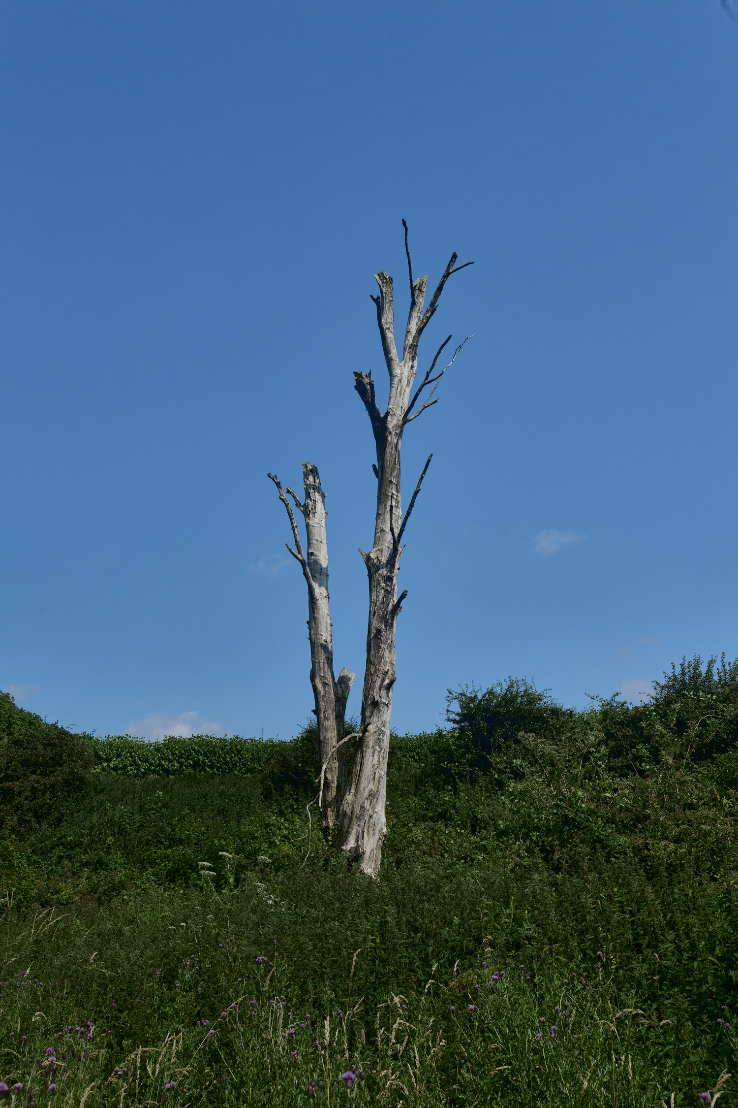 Buttle&#39;sMarshDeadTree180724-5