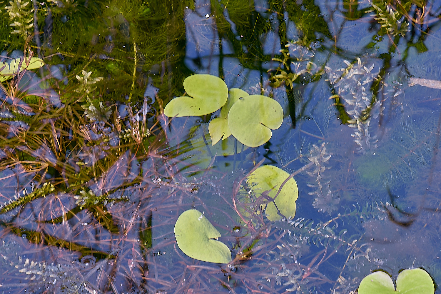 Buttle&#39;sMarshDitch180724-1