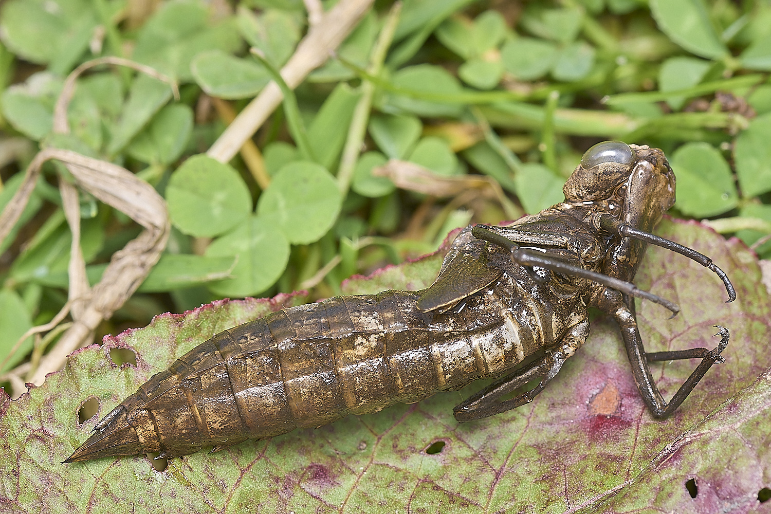 Buttle&#39;sMarshExuvia180724-1