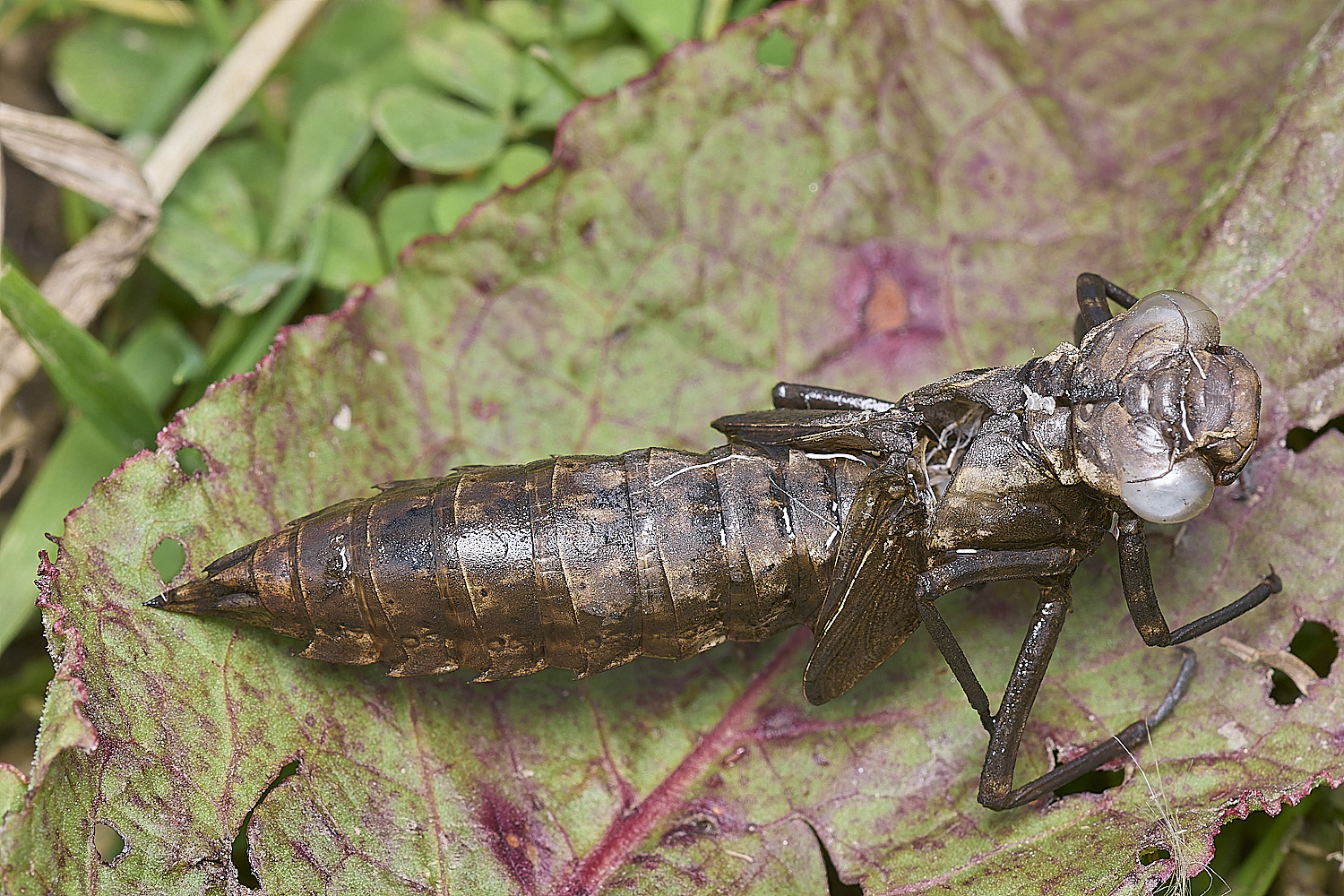 Buttle&#39;sMarshExuvia180724-q