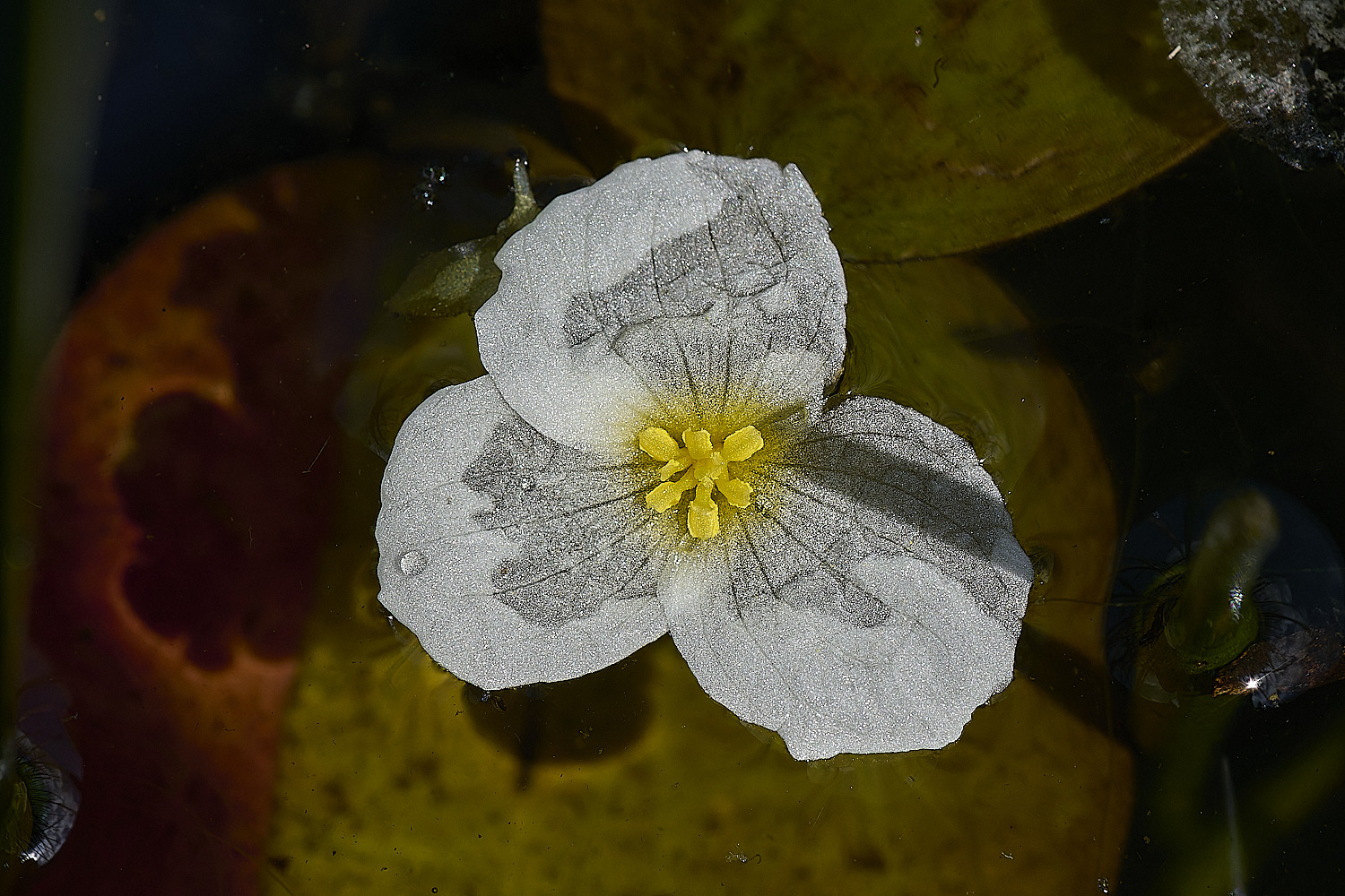 Buttle&#39;sMarshFrogbit180724-1