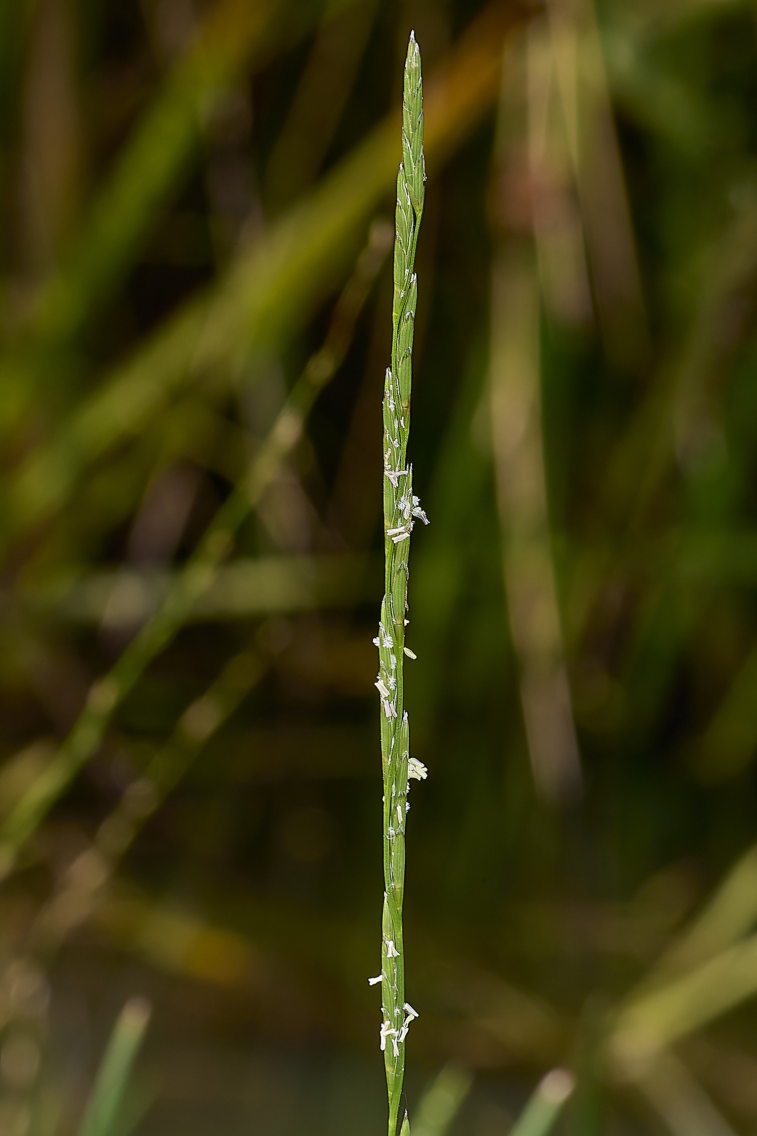 Buttle&#39;sMarshGmaxoma180724-2