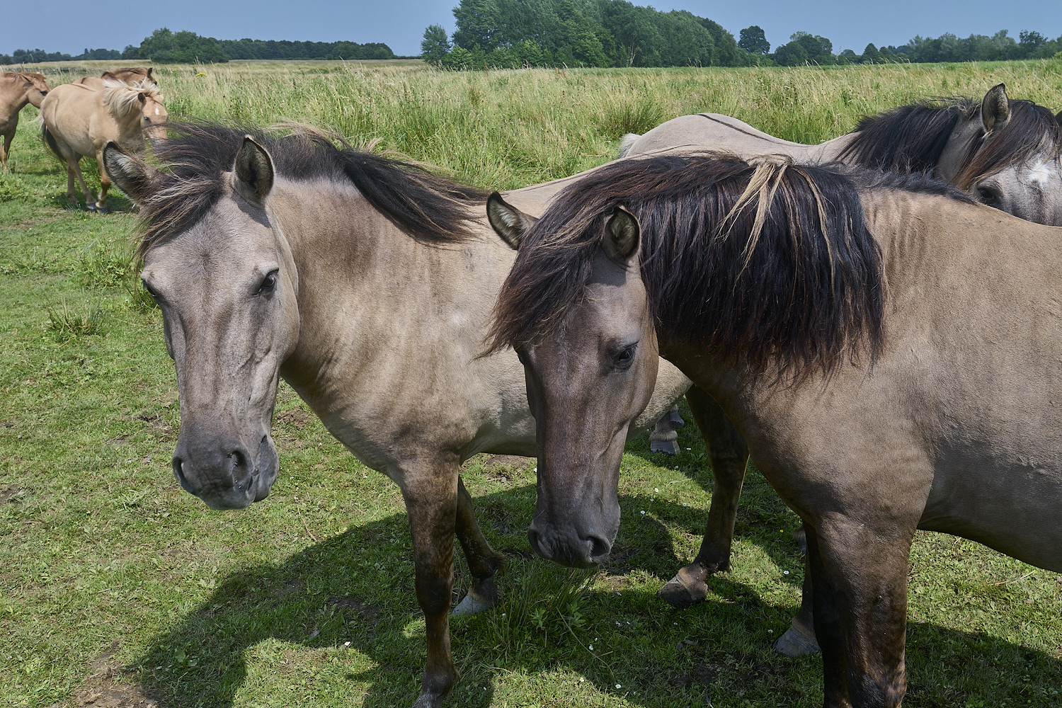 Buttle&#39;sMarshHorses180724-1