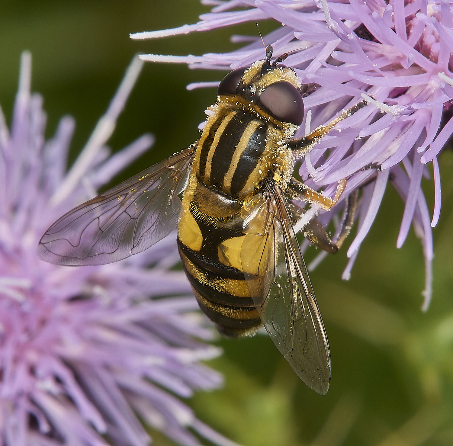 Buttle&#39;sMarshHpendulus180724-1