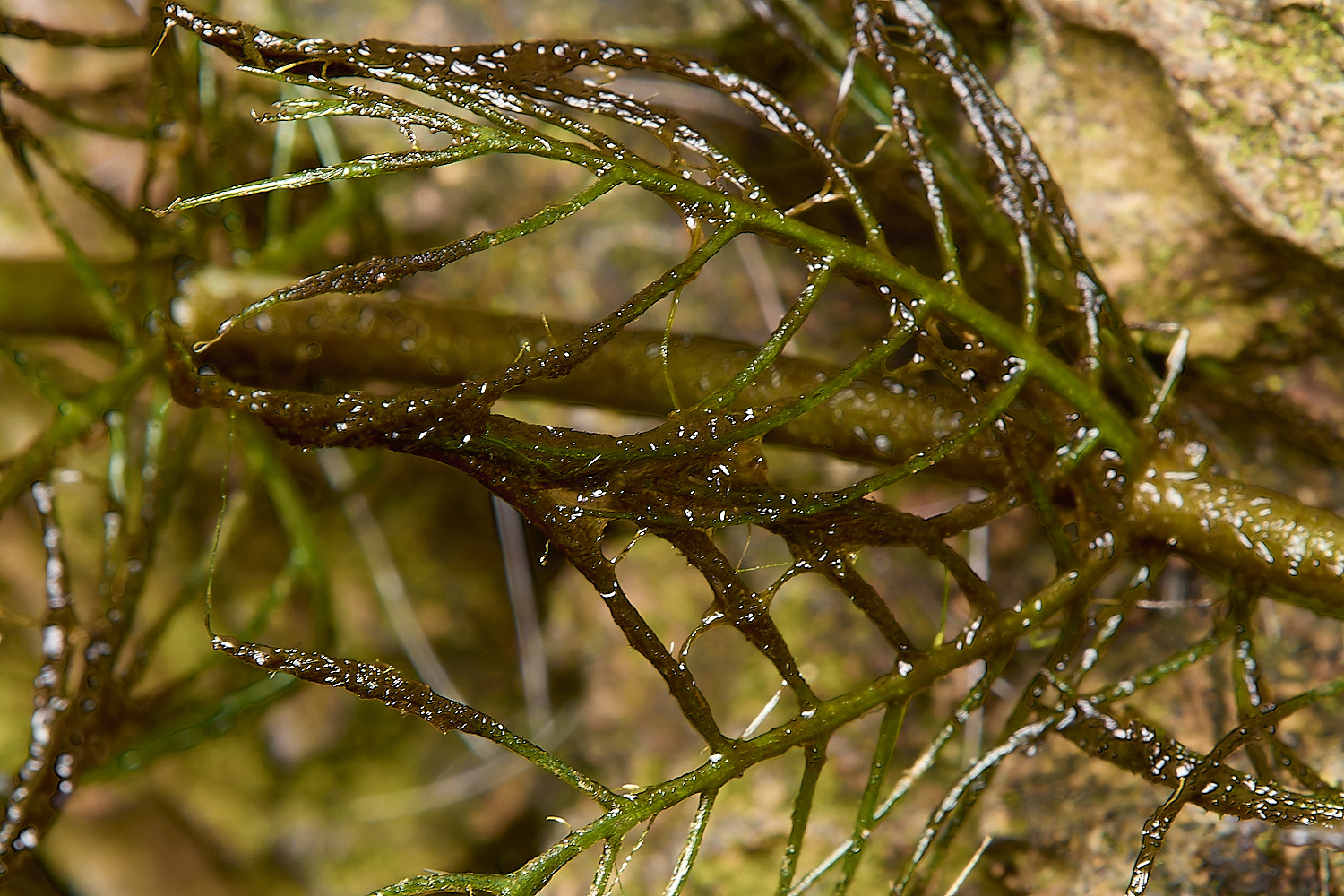 Buttle&#39;sMarshlaticifolia180724-1