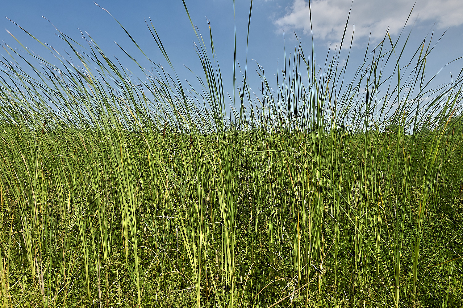 Buttle&#39;sMarshLesserReedmace180724-1