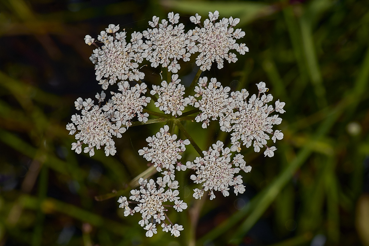 Buttle&#39;sMarshNarrow-leavedDropwort180724-2