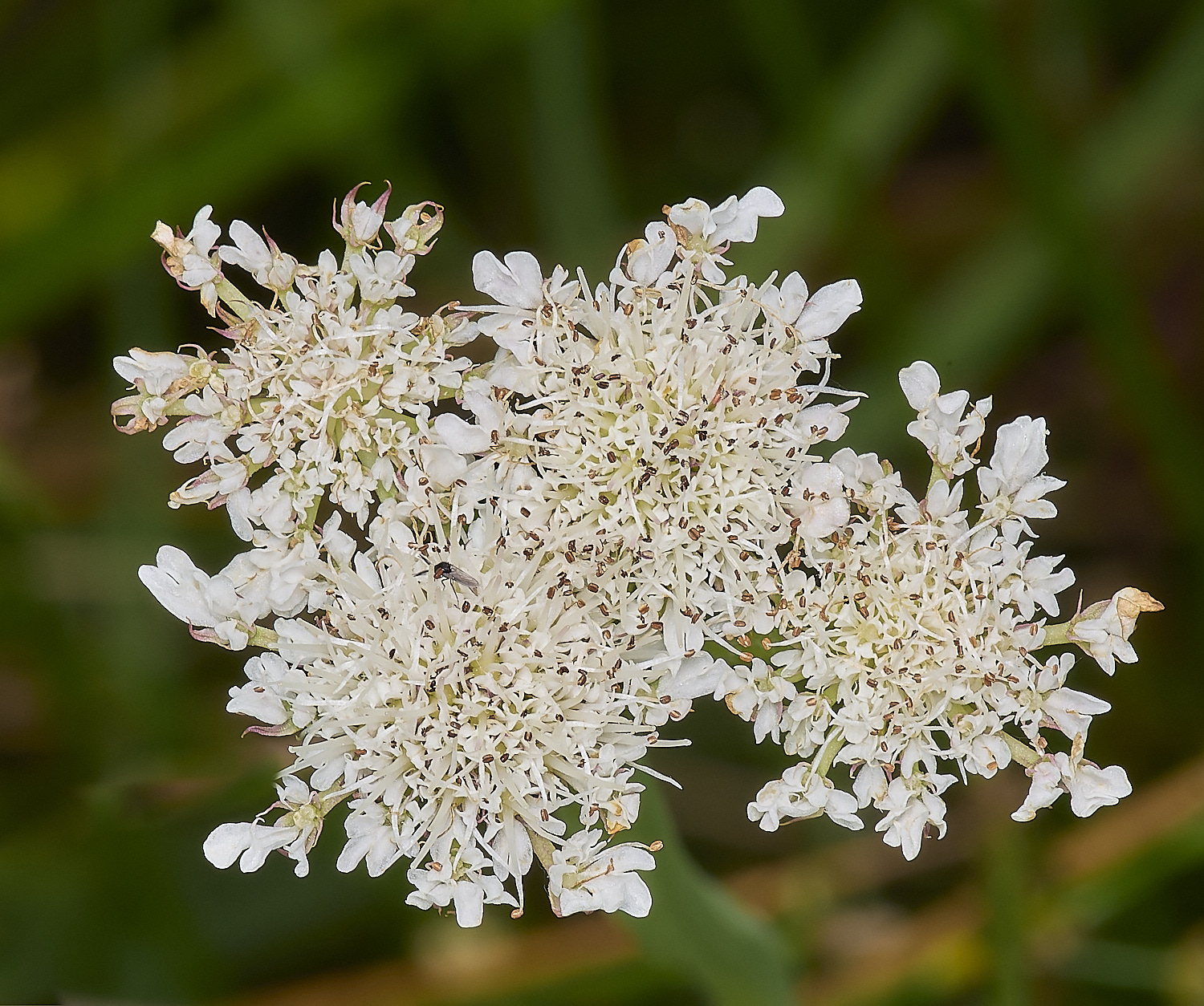 Buttle&#39;sMarshOfistulosa180724-1