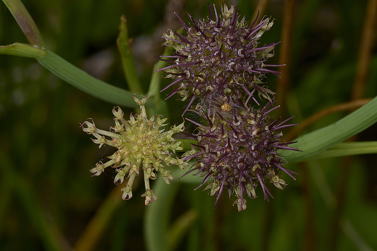 Buttle&#39;sMarshOfistulosa180724-2