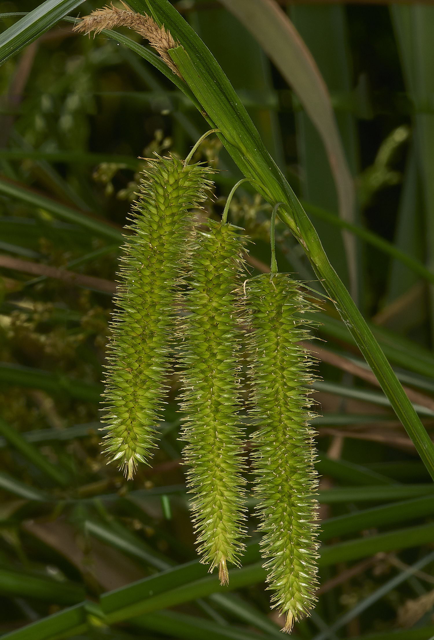 Buttle&#39;sMarshPcyperus180724-1 2