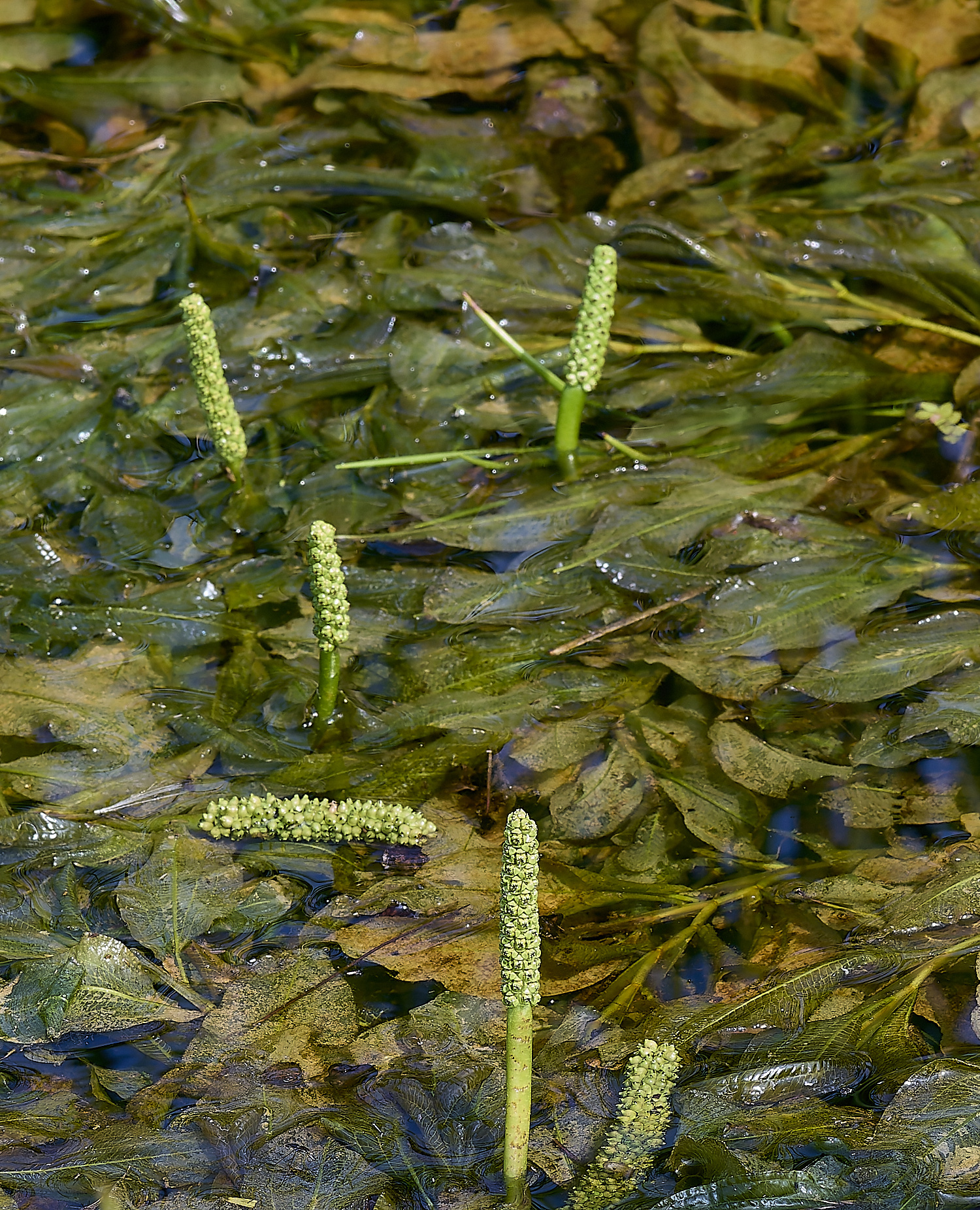 Buttle&#39;sMarshPondweed180724-1