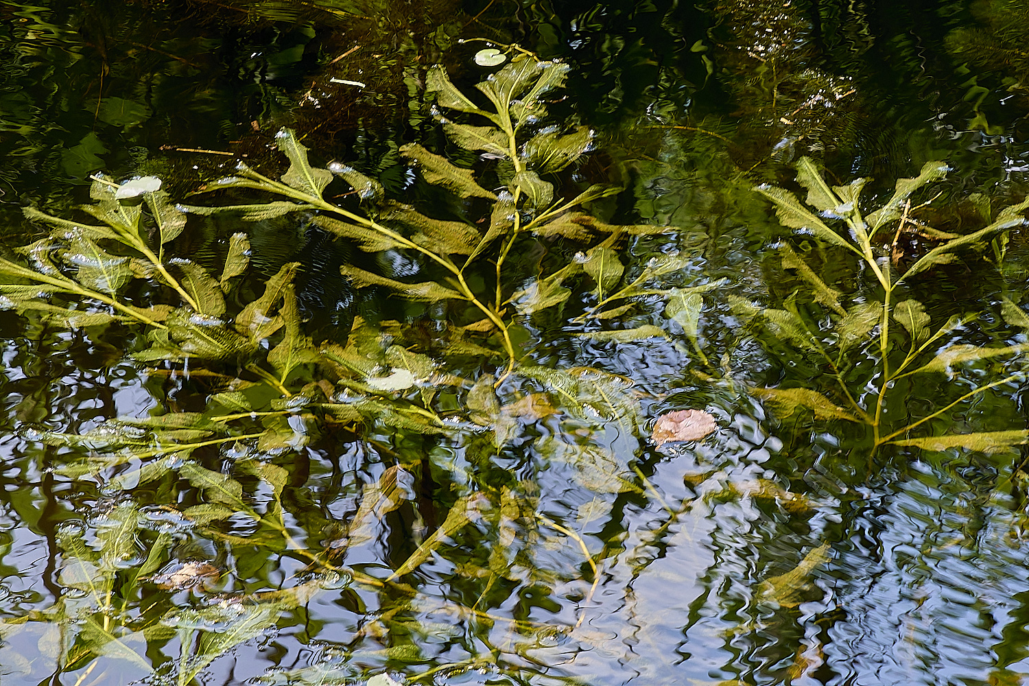 Buttle&#39;sMarshPondweed180724-2 2