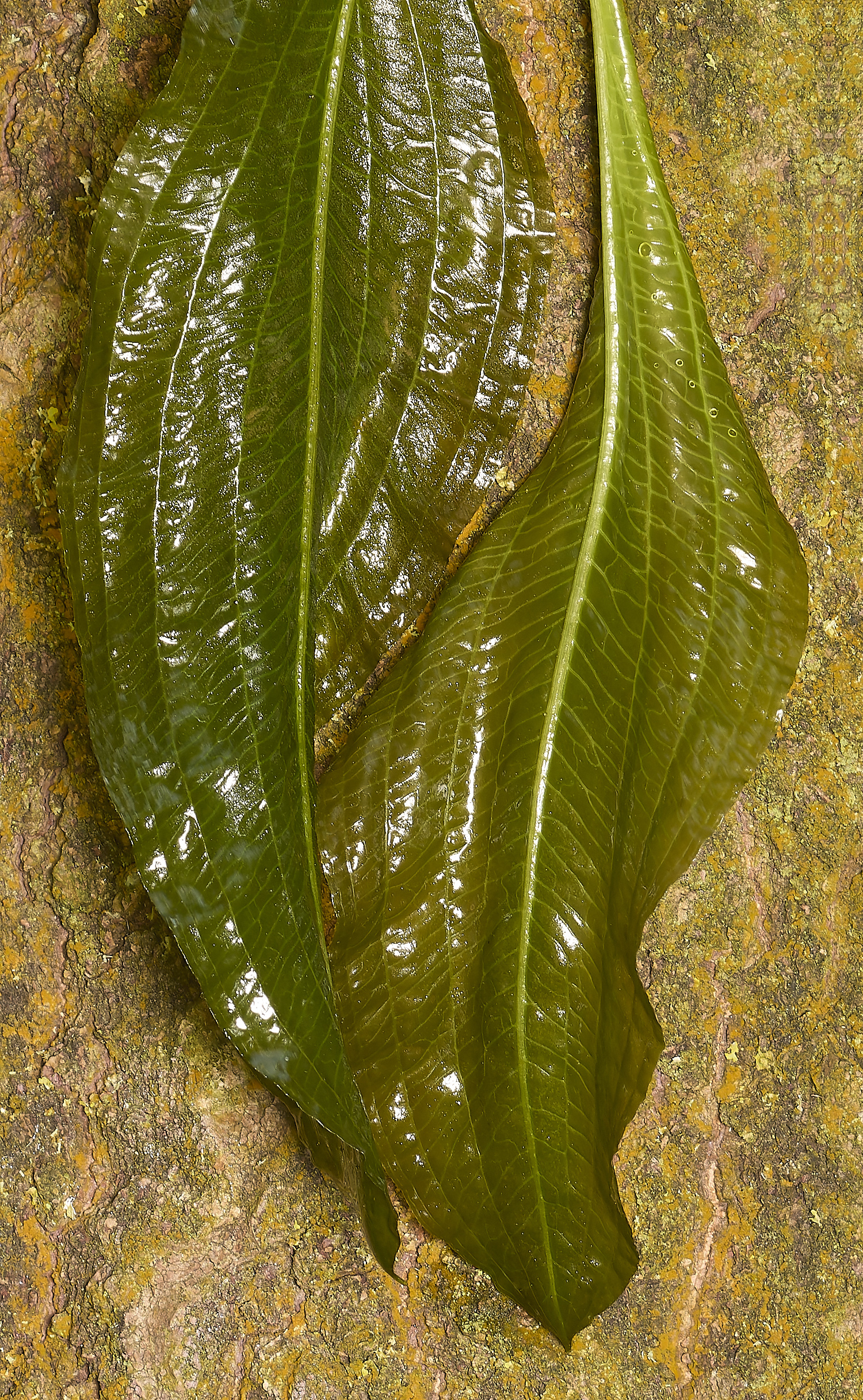 Buttle&#39;sMarshPondweed180724-4 1