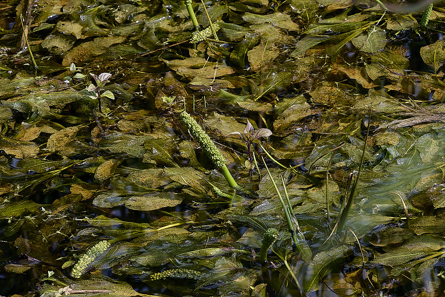 Buttle&#39;sMarshPondweed180724-5 1