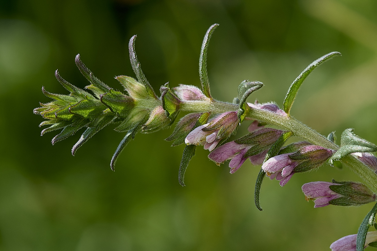 Buttle&#39;sMarshRedBartsia180724-1