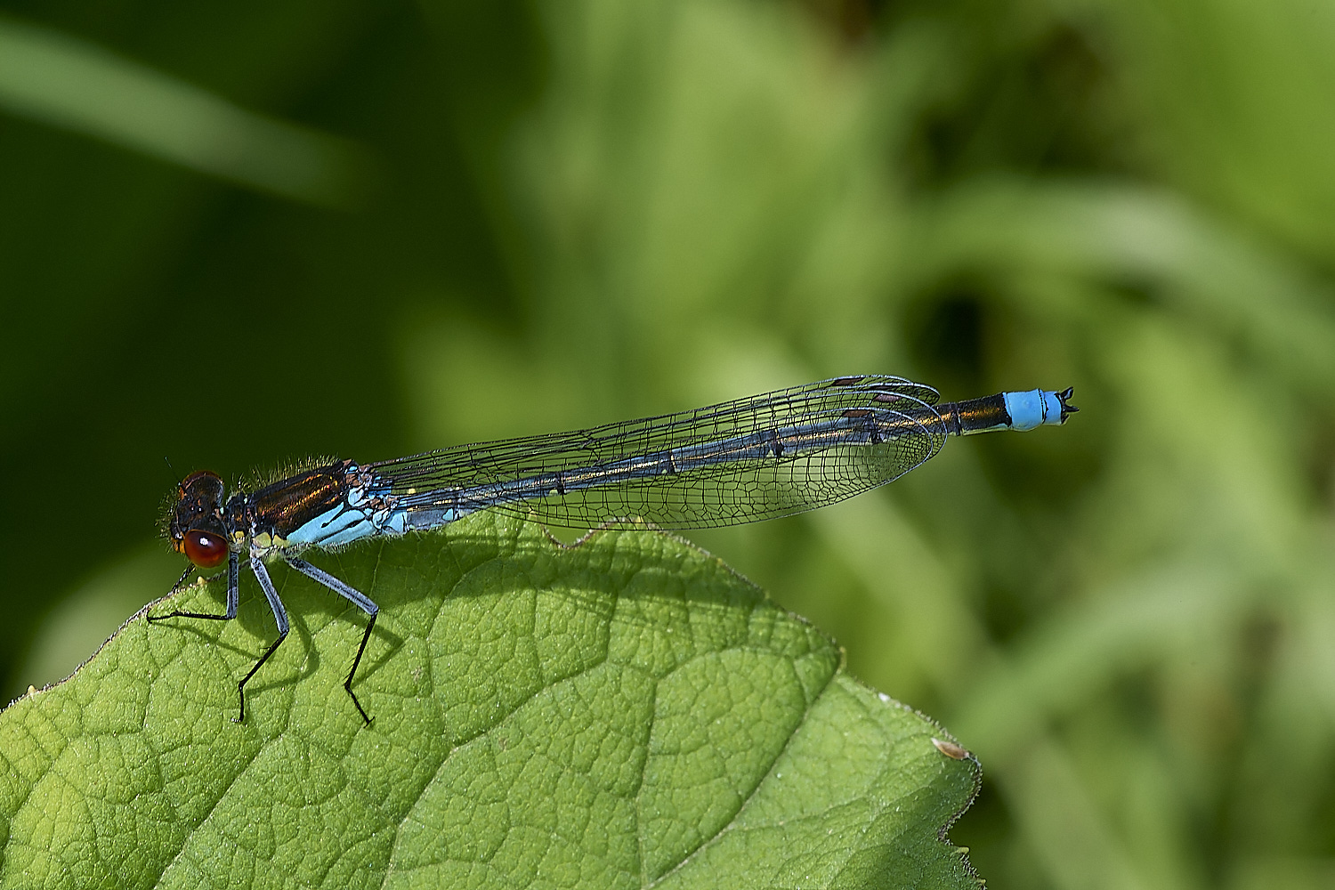 Buttle&#39;sMarshRedEyedDamsel180724-1