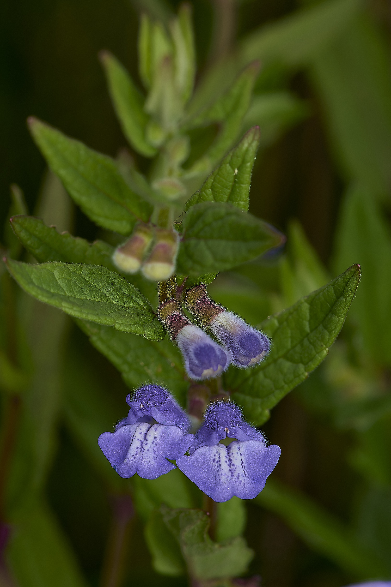 Buttle&#39;sMarshSkullcap180724-2