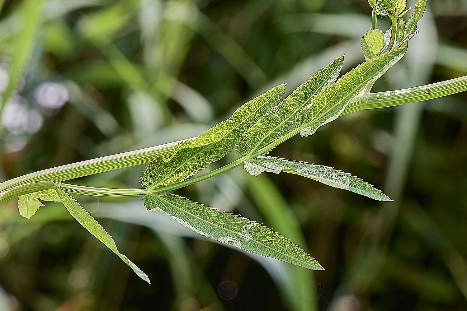 Buttle&#39;sMarshSlatifolium180724-1