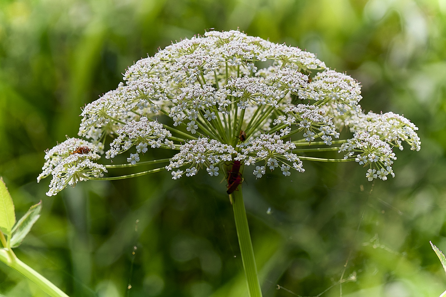 Buttle&#39;sMarshSlatifolium180724-2 2