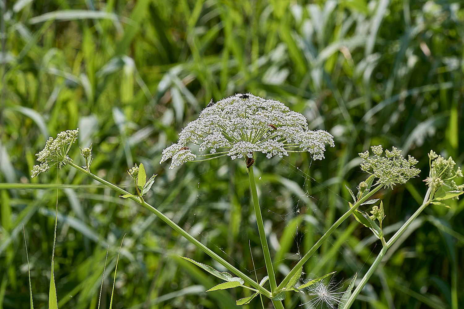 Buttle&#39;sMarshSlatifolium180724-3