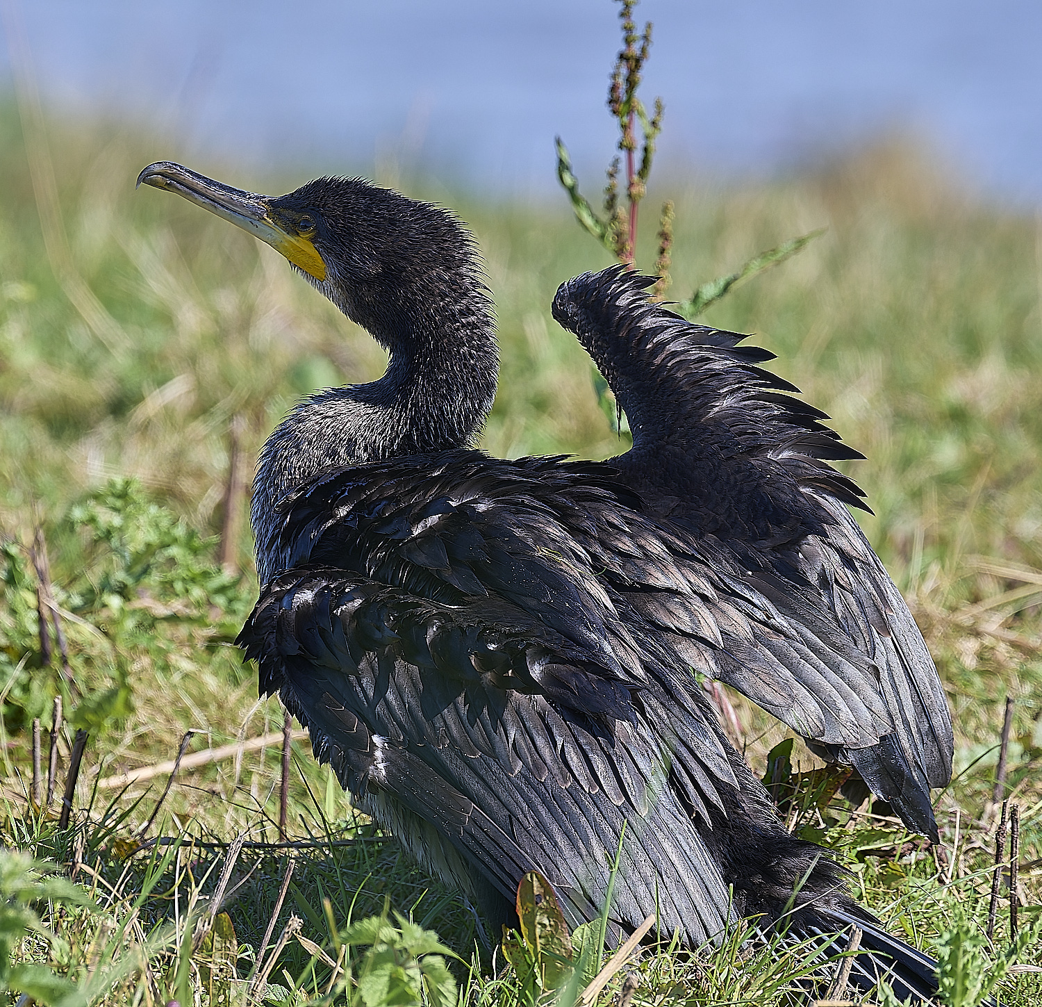 CleyCormorant160824-1