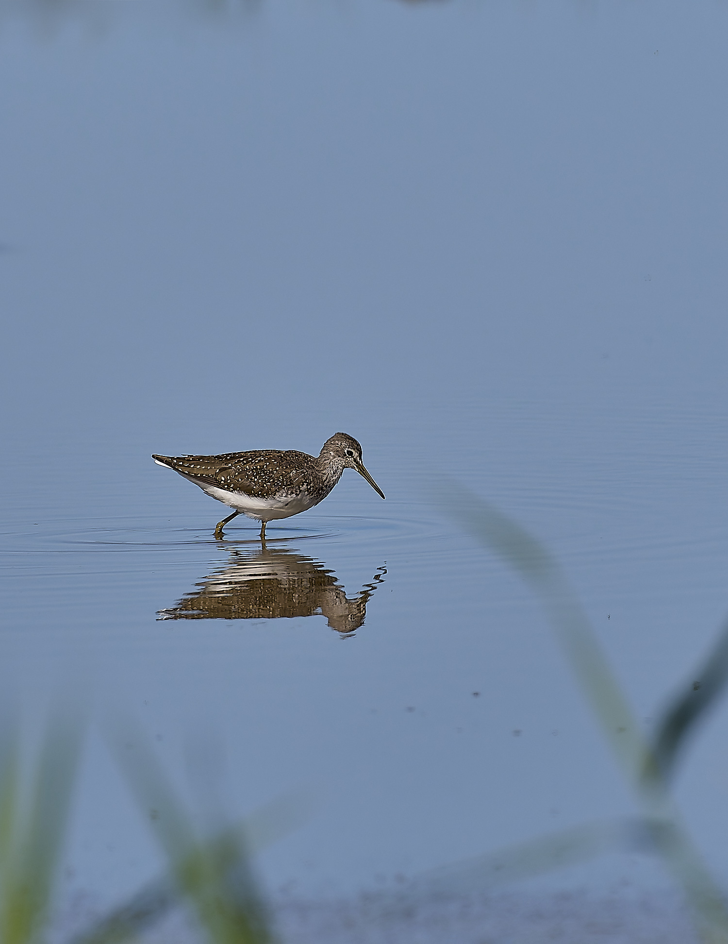 CleyGreenSandpiper160824-1