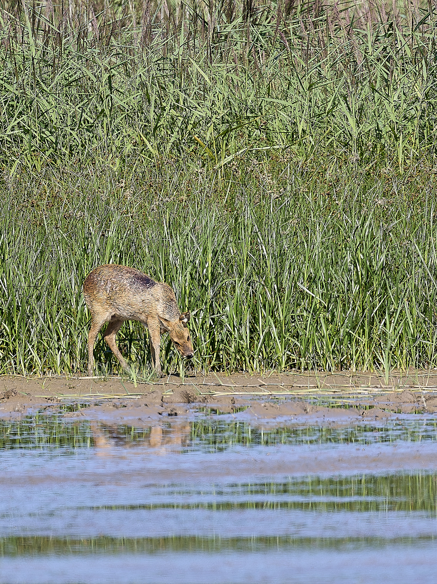 CleyWaterDeer160824-1