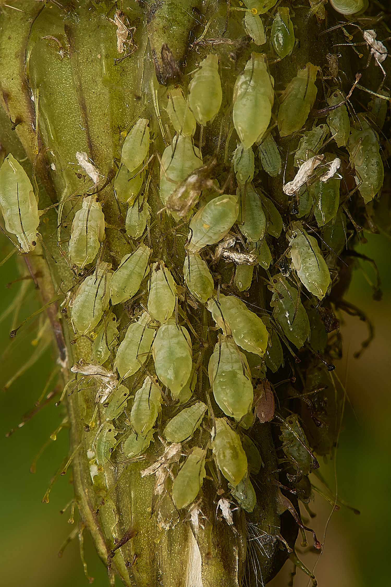 Cook&#39;sFarmWoodlandAphids230924-1