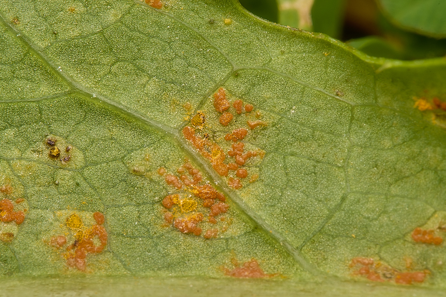 Cook&#39;sFarmWoodlandRust230924-1