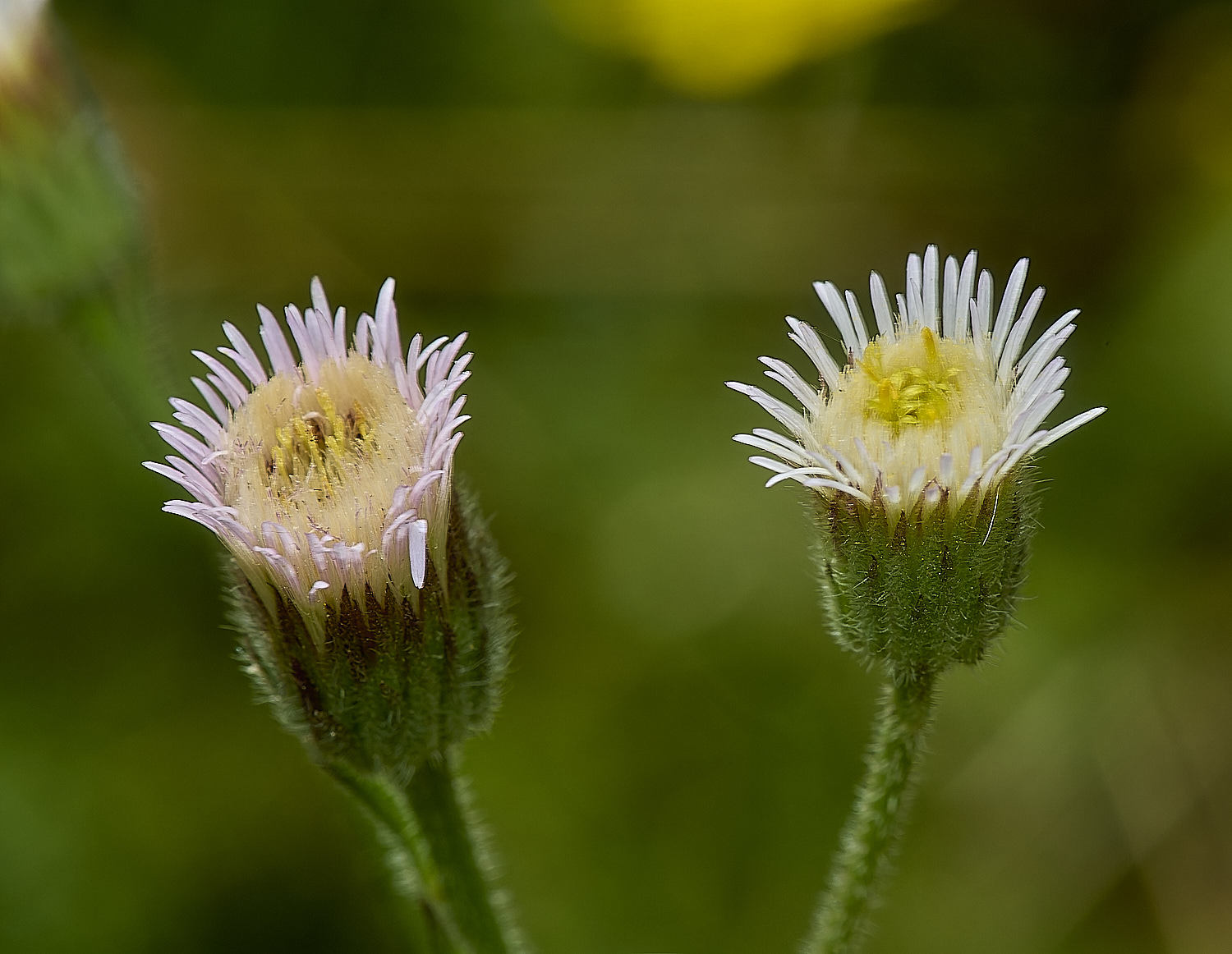 CranwichHeathBlueFleabane140824-2