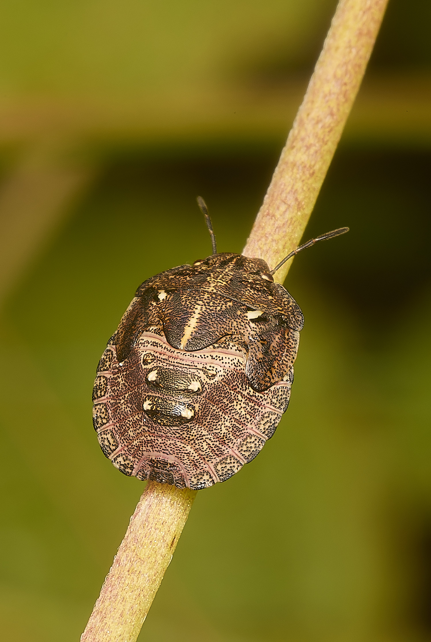 CranwichHeathBronzeShieldbug140824-1