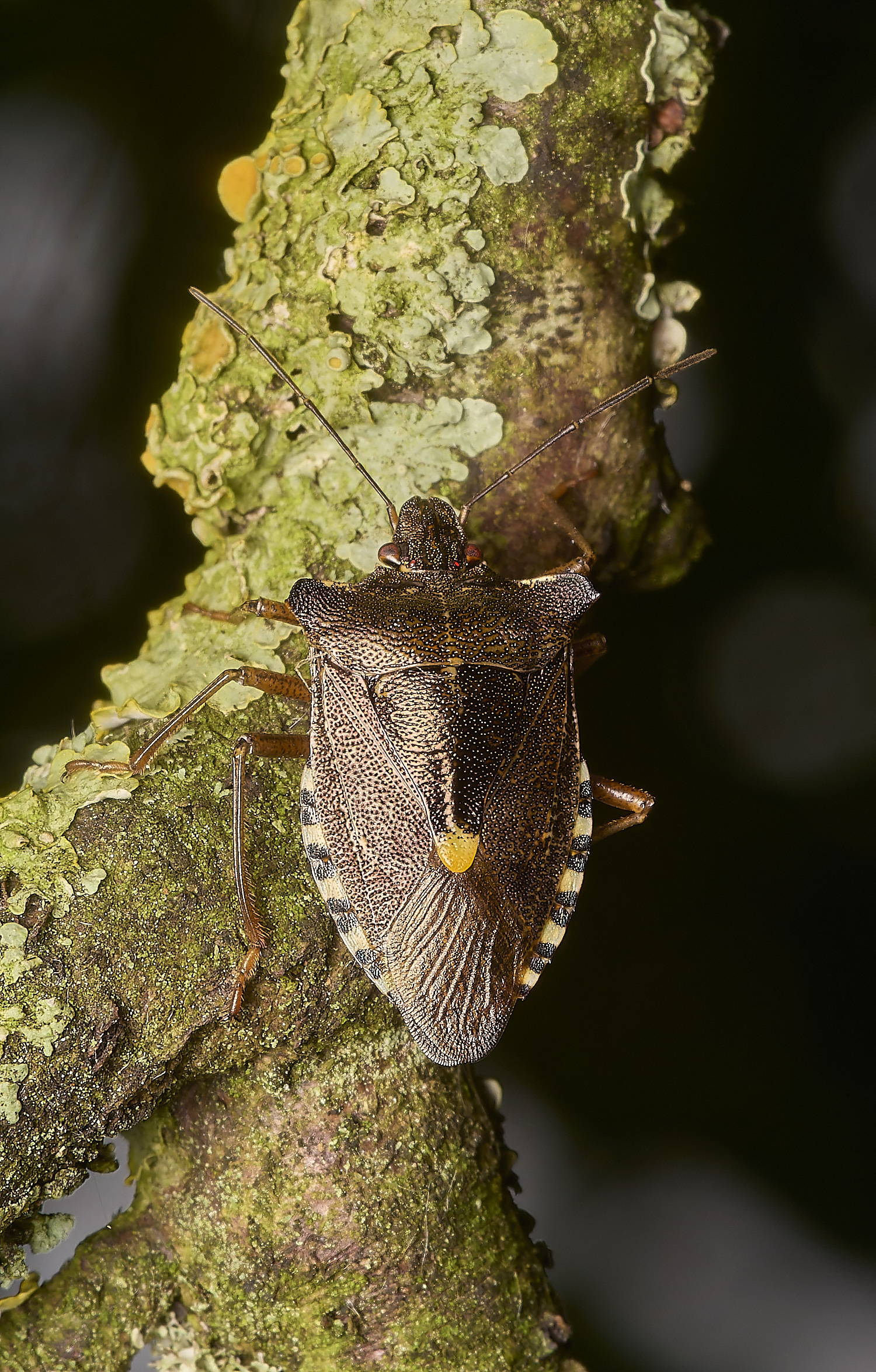 CranwichHeathBronzeShieldbug140824-2