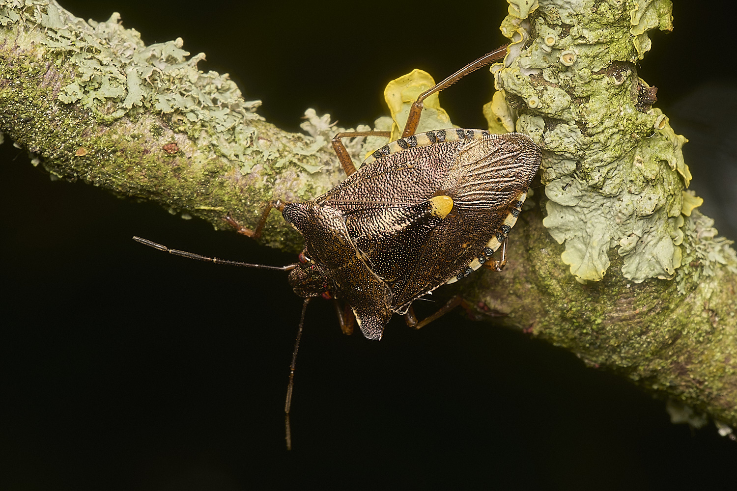 CranwichHeathBronzeShieldbug140824-4