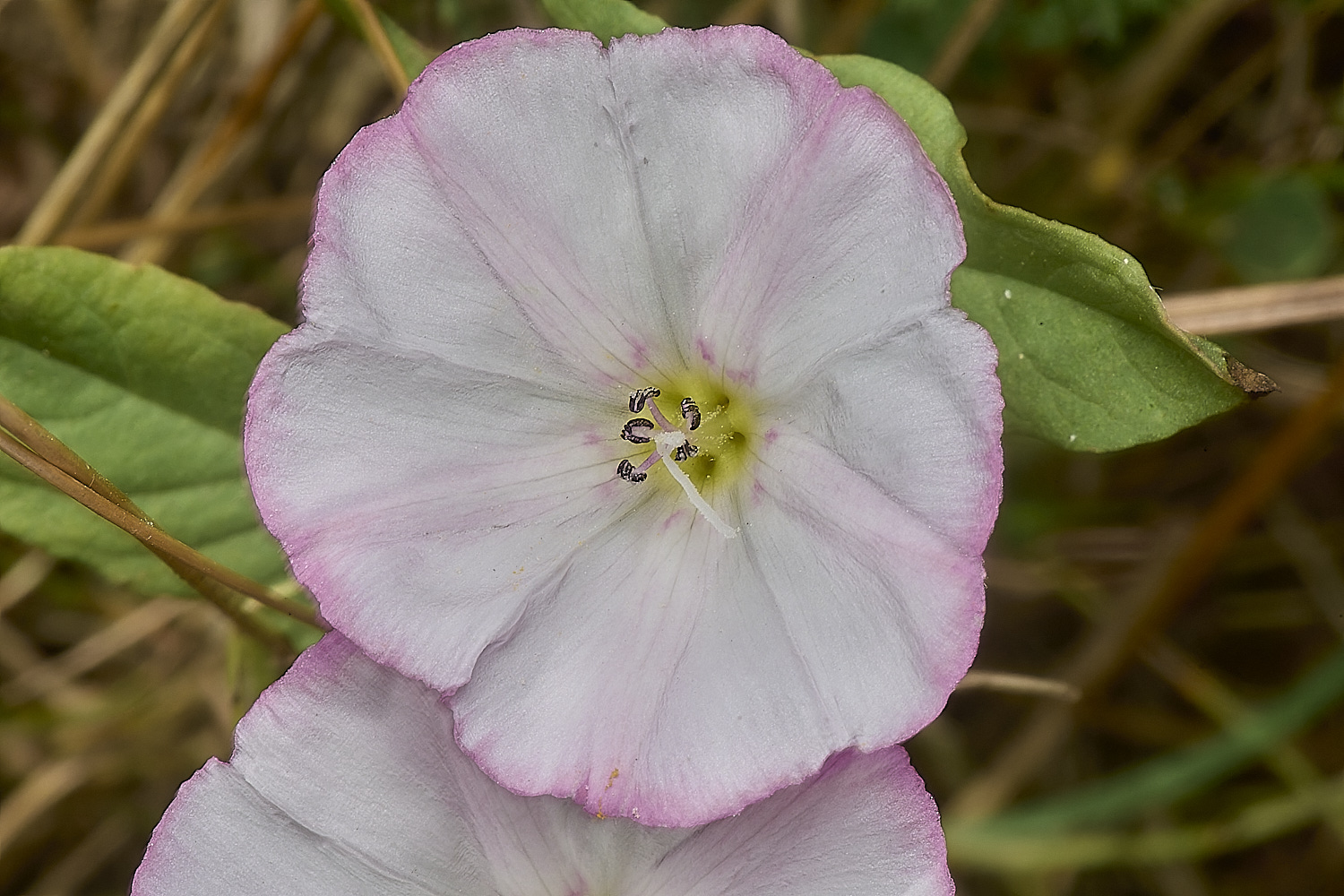 CranwichHeathFieldConvolvulus140824-1