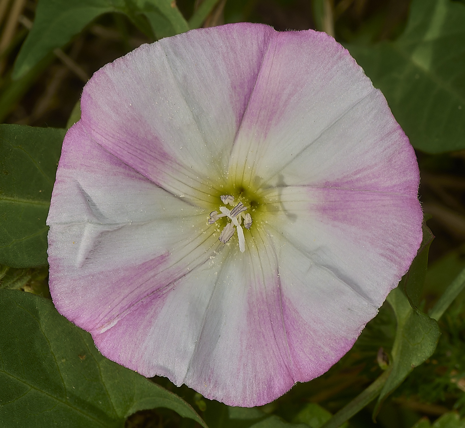 CranwichHeathFieldConvolvulus140824-3