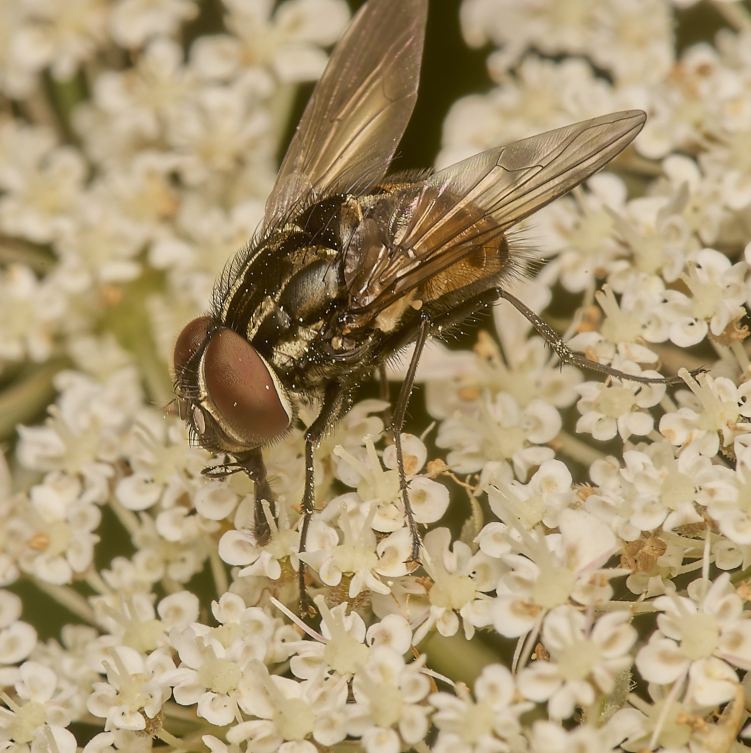 CranwichHeathFlySp140824-1