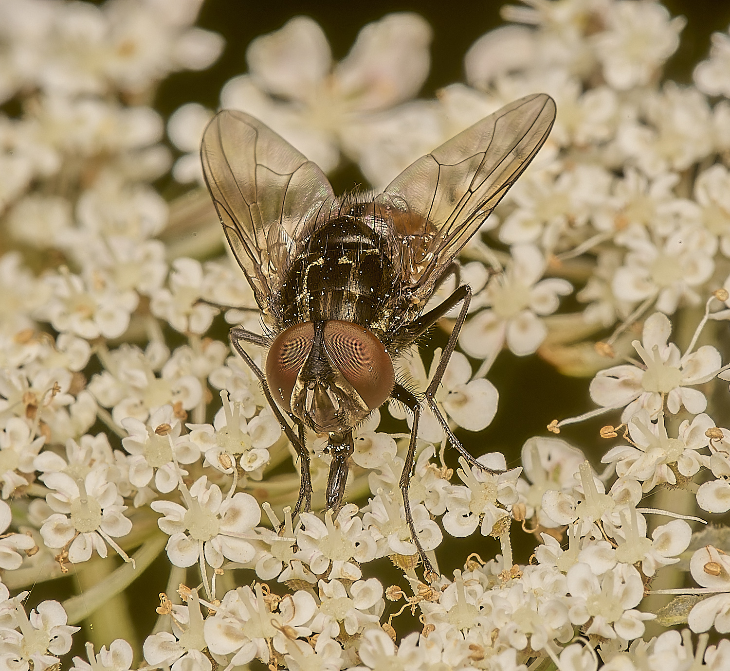 CranwichHeathFlySp140824-3