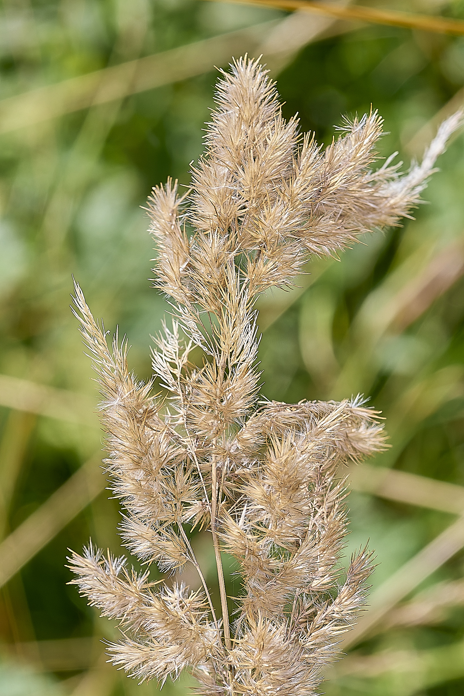 CranwichHeathGrass140824-1