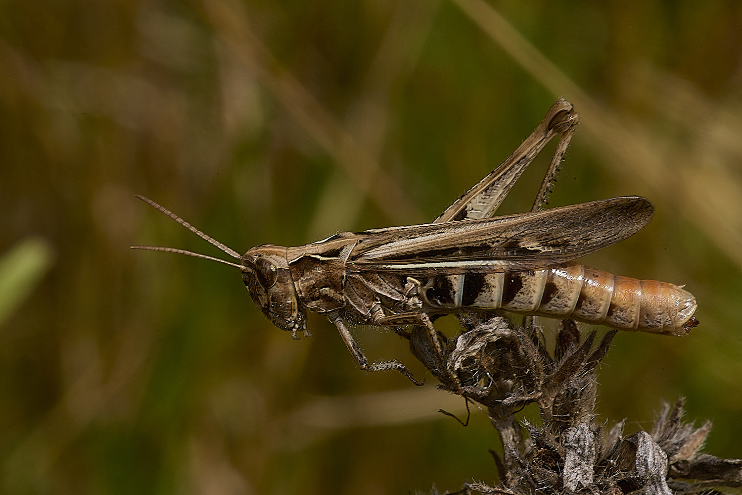 CranwichHeathGrasshopper140824-