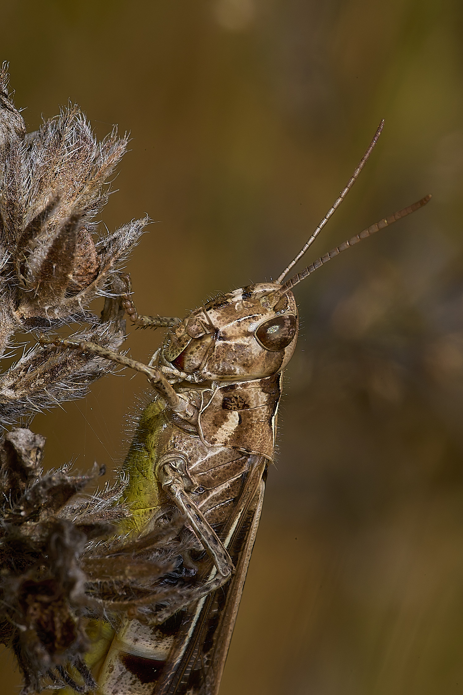 CranwichHeathGrasshopper140824-2