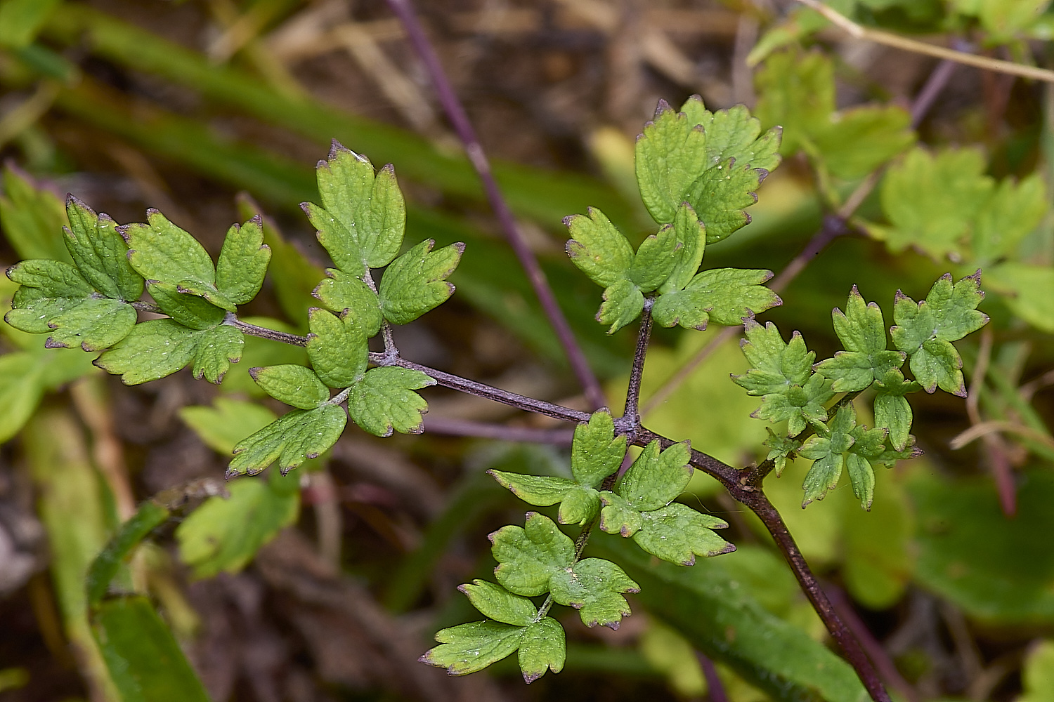 CranwichHeathMeadowRue140824-1