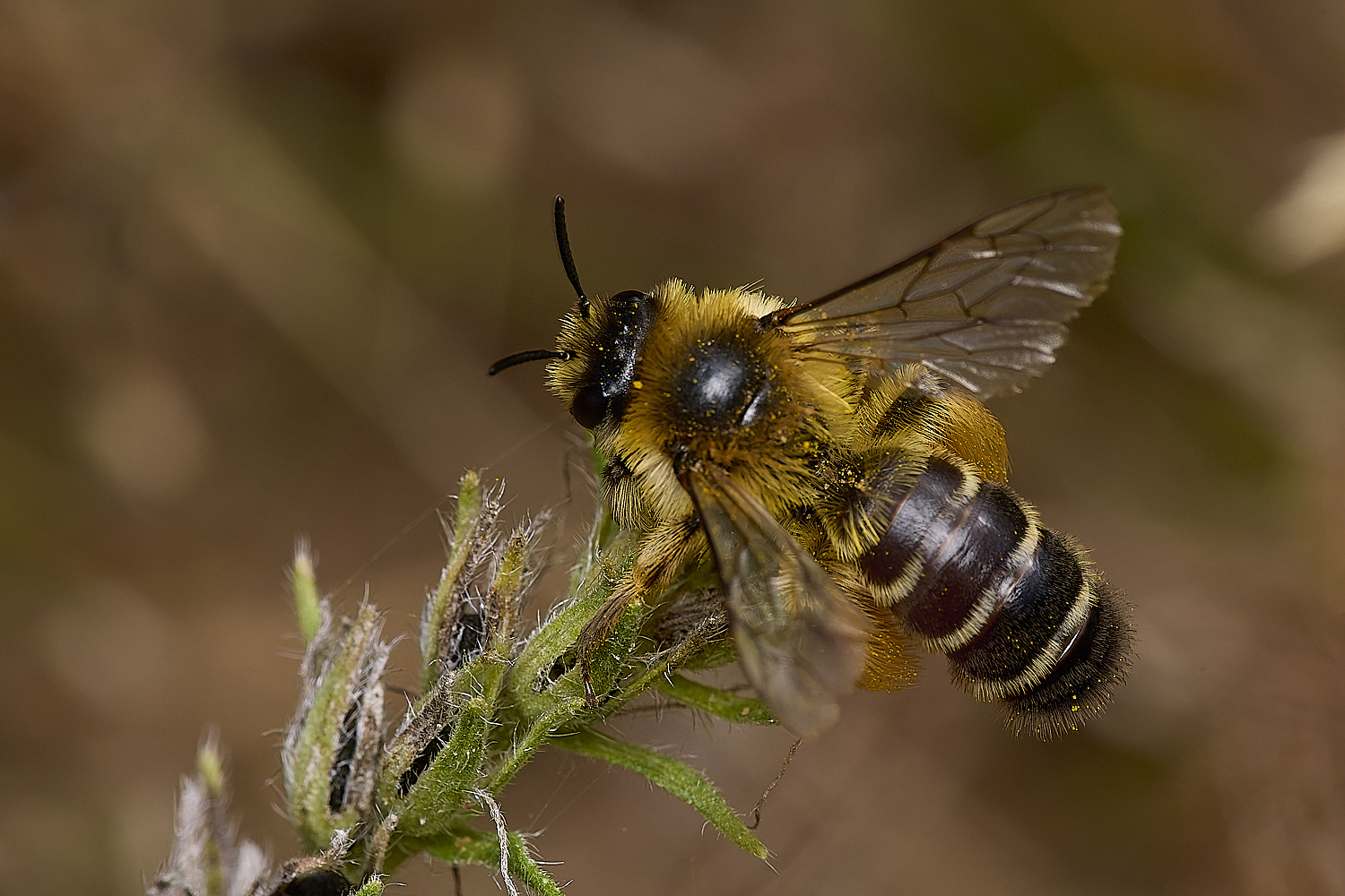 CranwichHeathPantaloonBee140824-1