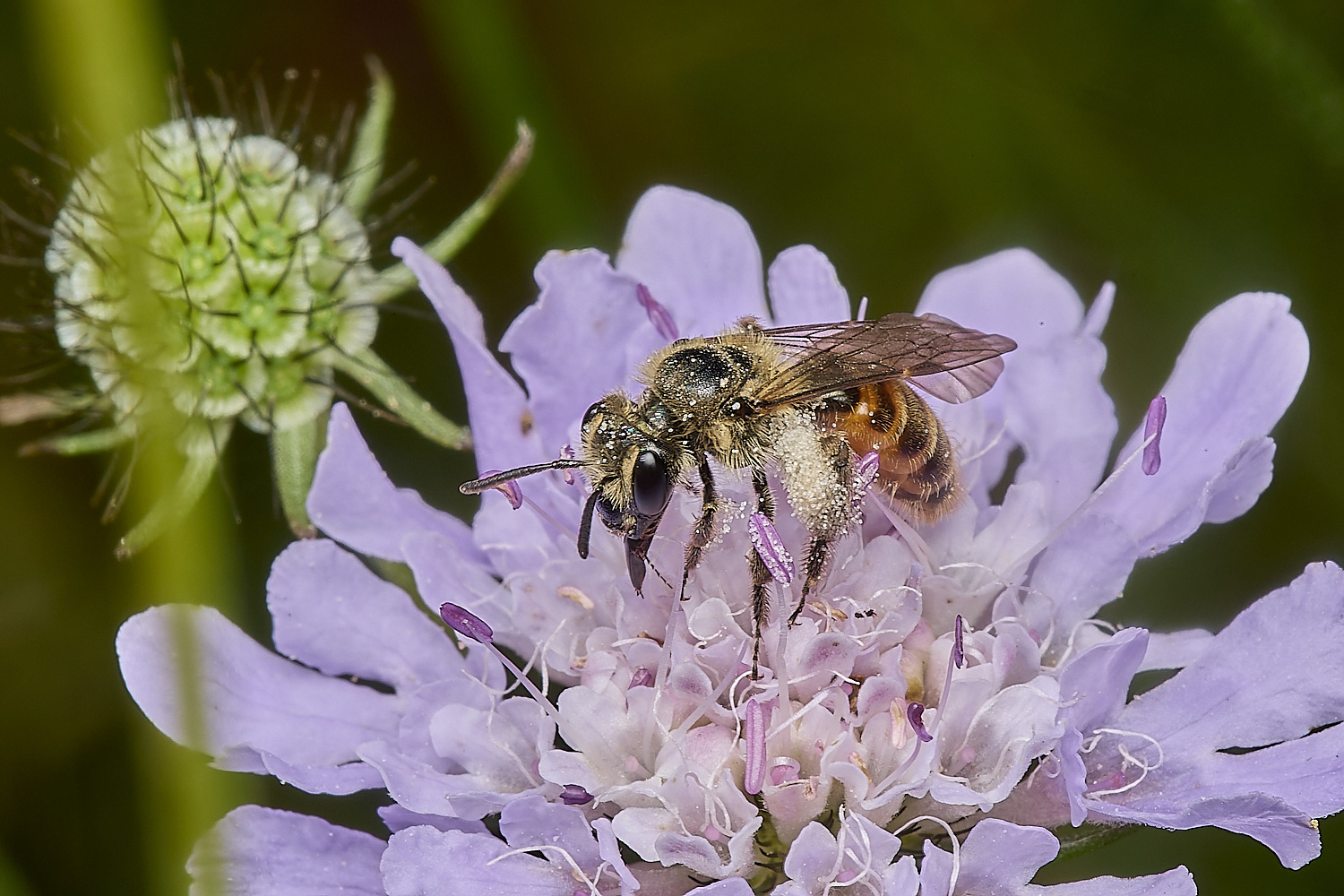 CranwichHeathSmallScabiousMiningBee140824-1