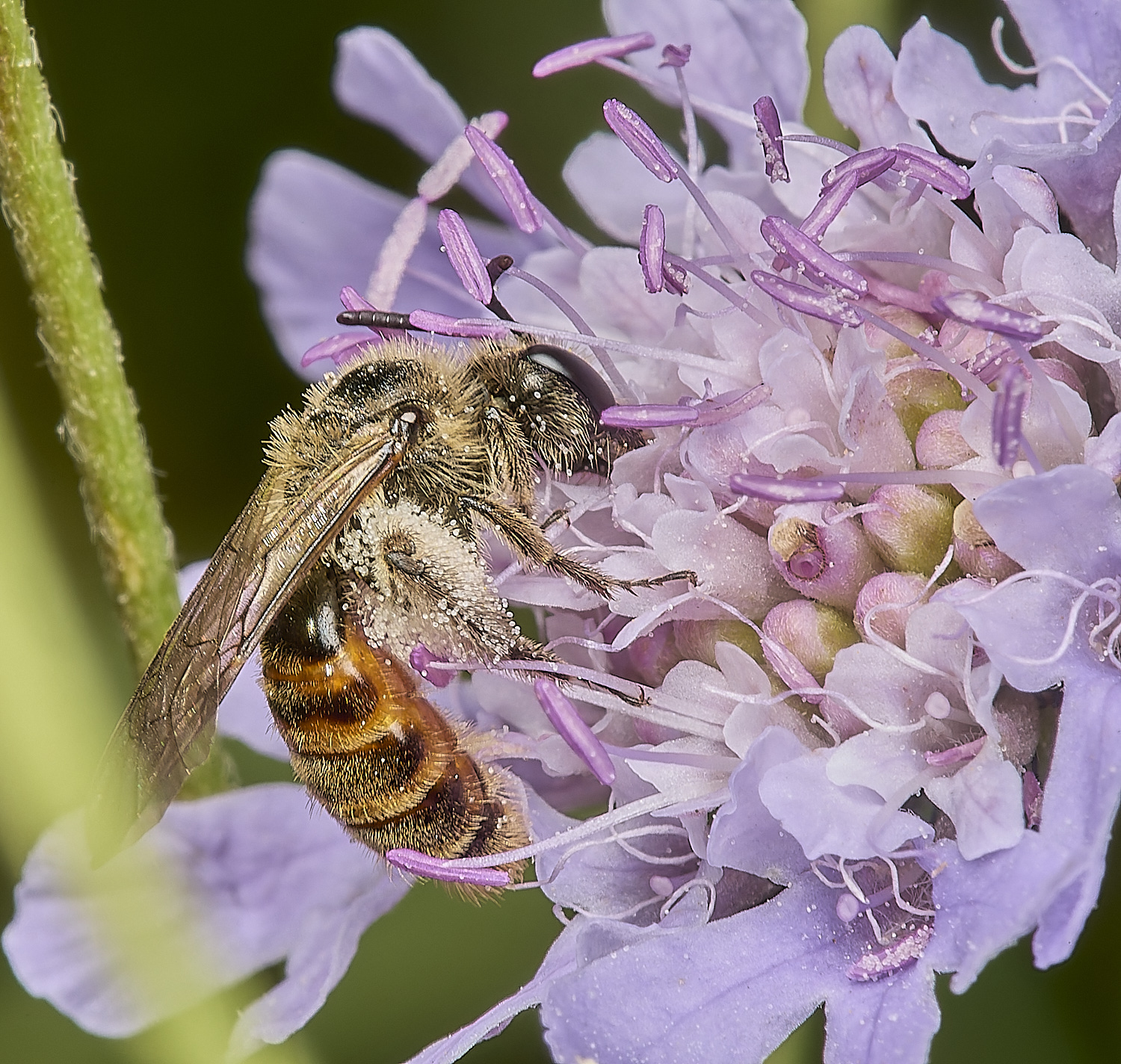 CranwichHeathSmallScabiousMiningBee140824-2