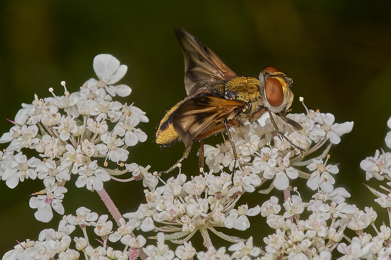 CranwichHeathTachinid140824-1