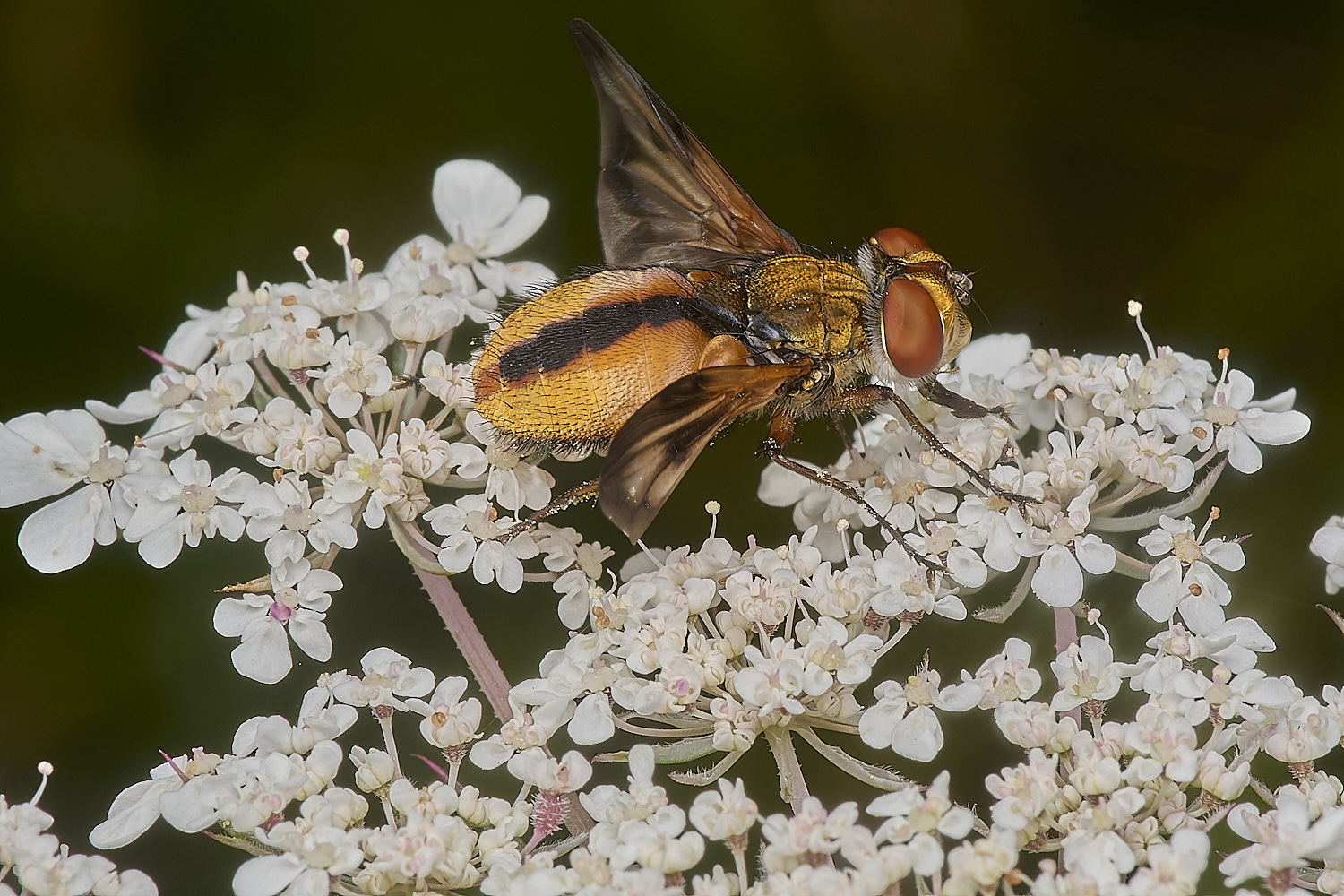 CranwichHeathTachinid140824-3