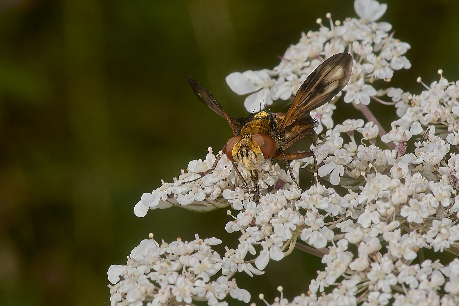 CranwichHeathTachinid140824-7