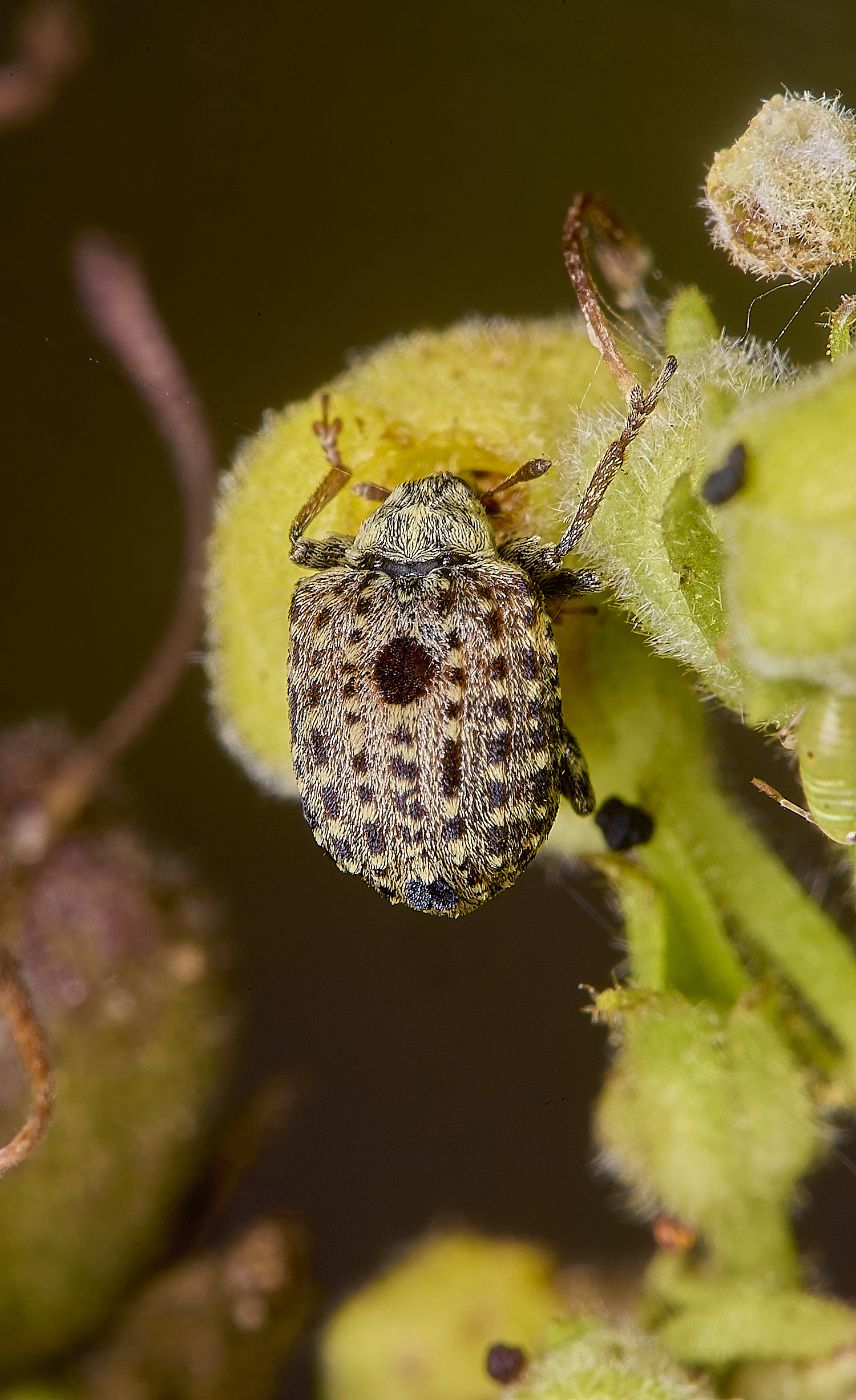 CranwichHeathWeevil140824-4